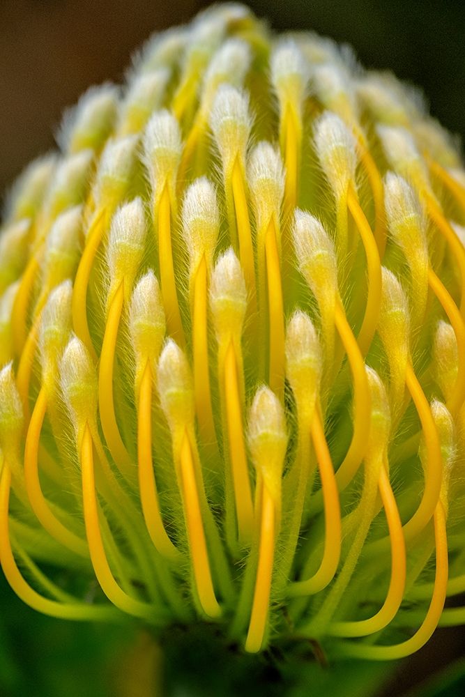 Pincushion flower